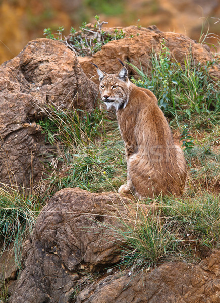 Lynx pardinus Stock photo © broker