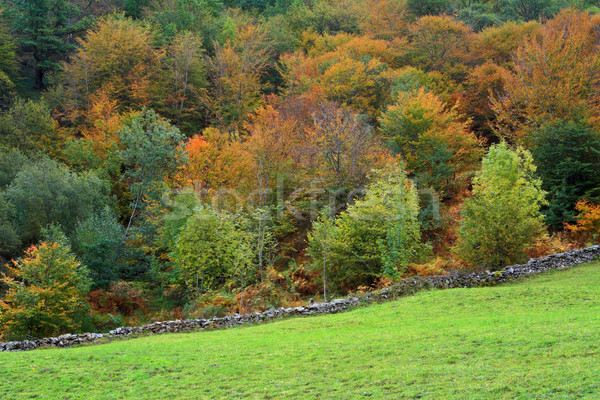 Automne couleurs forêt autre côté mur [[stock_photo]] © broker