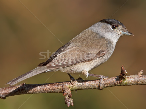 Blackcap, Sylvia atricapilla Stock photo © broker