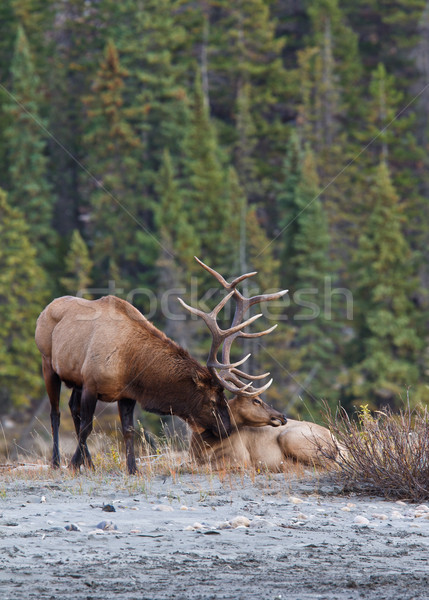 Elks in love Stock photo © broker