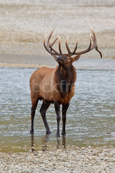 Bull elk, cervus canadensis Stock photo © broker