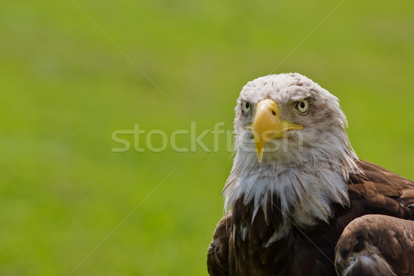 American bald eagle Stock photo © broker