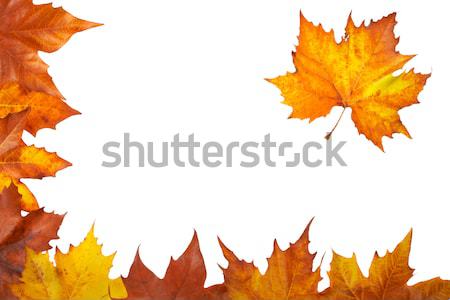 Automne coin coloré laisse isolé blanche [[stock_photo]] © broker