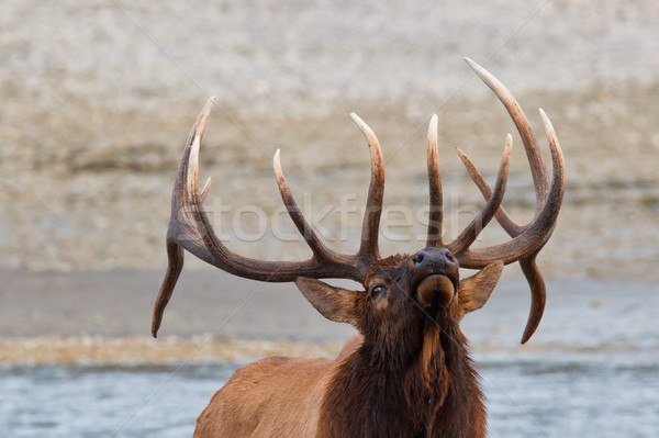 Bull elk, cervus canadensis Stock photo © broker