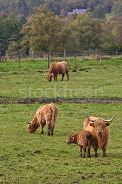 Highland cattles Stock photo © broker