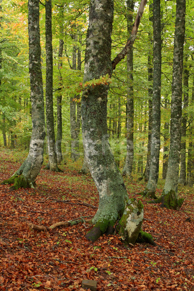 Foto stock: Colores · otono · caer · hojas · cielo · árbol