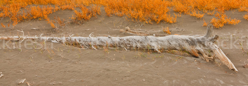 Stock photo: Sand dunes in Jasper Lake