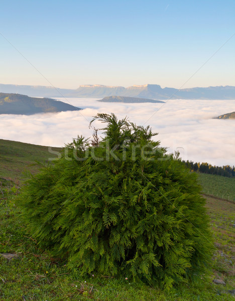 Sunrise over the fog Stock photo © broker