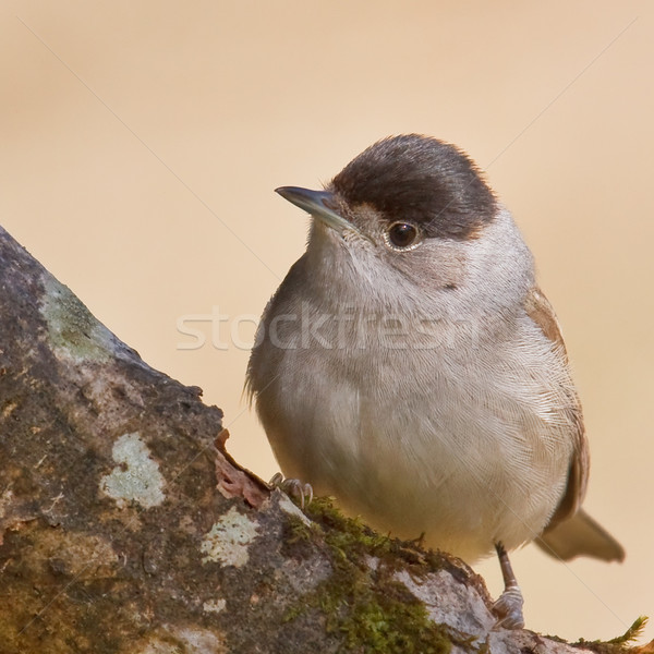 Blackcap, Sylvia atricapilla Stock photo © broker