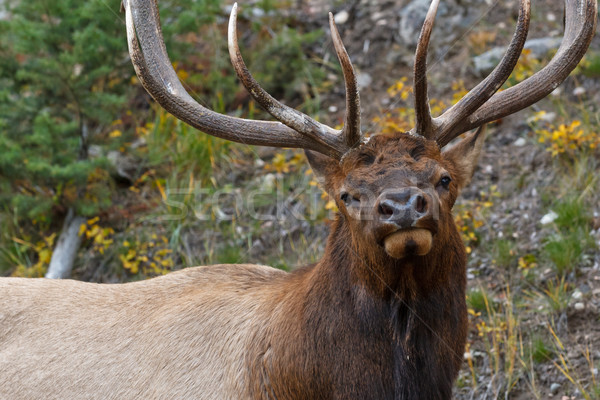 Bull elk, cervus canadensis Stock photo © broker