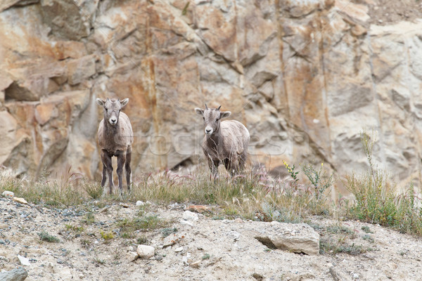 Two bighorn sheeps, ovis canadensis Stock photo © broker