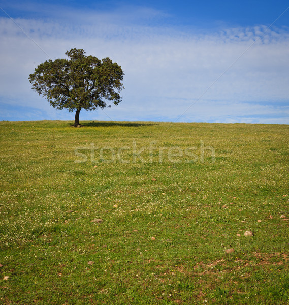 Solitary tree on blue sky Stock photo © broker