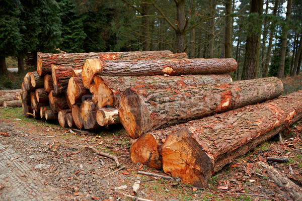 Logs stacked Stock photo © broker
