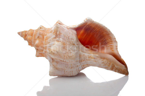 Seashell Stock photo © broker