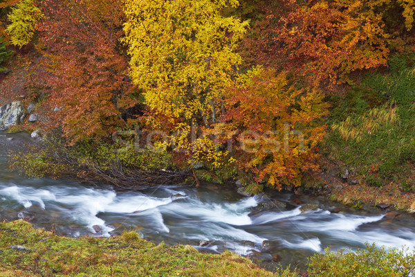 Autumn brook Stock photo © broker