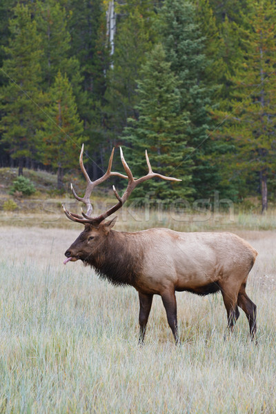 Bull elk, cervus canadensis Stock photo © broker