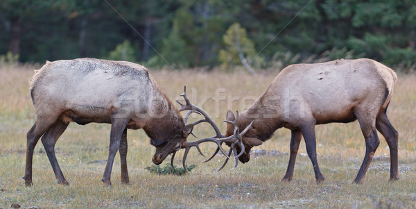 Bull Elks fighting Stock photo © broker