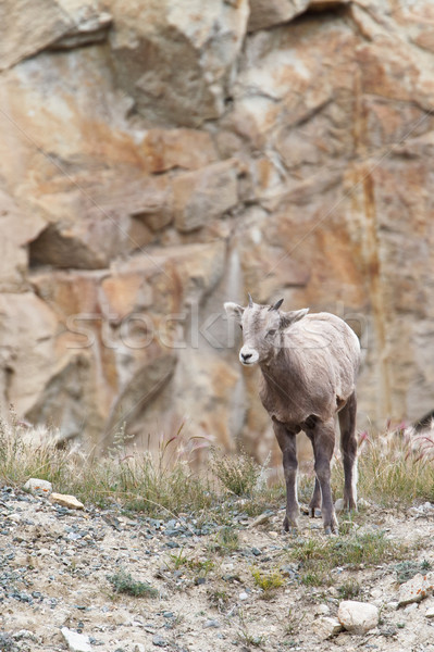 Stock photo: Bighorn sheep, ovis canadensis
