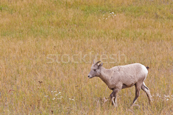 Bighorn sheep, ovis canadensis Stock photo © broker