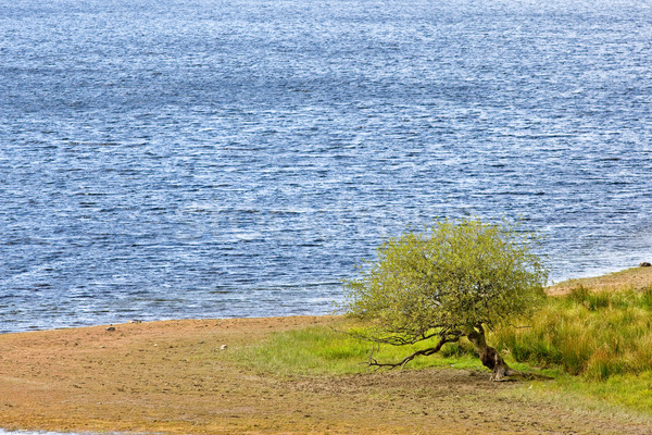Solitary tree Stock photo © broker