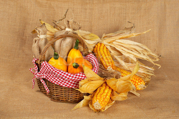Yellow pumpkins and cobs Stock photo © broker