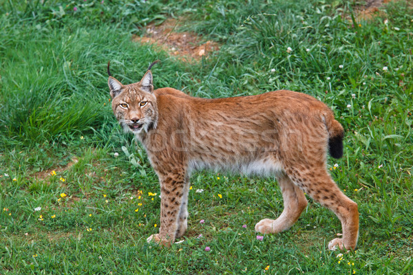 Lynx pardinus Stock photo © broker