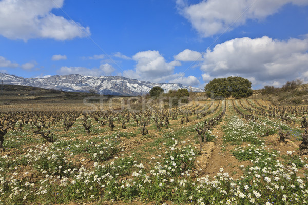 Fields of vineyards Stock photo © broker