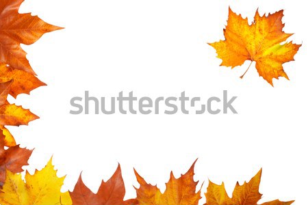 ストックフォト: 秋 · コーナー · カラフル · 葉 · 孤立した · 白