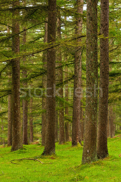 Green forest Stock photo © broker