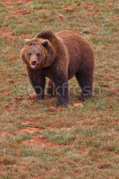 Stock photo: Brown bear