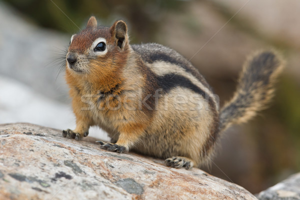 Golden-mantled ground squirrel, spermophilus lateralis Stock photo © broker