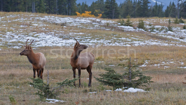 Two young male elks, cervus canadensis Stock photo © broker