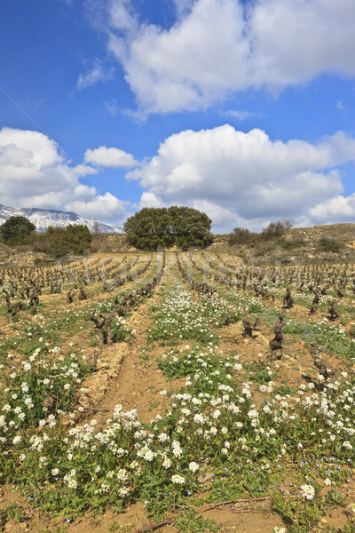 Fields of vineyards Stock photo © broker
