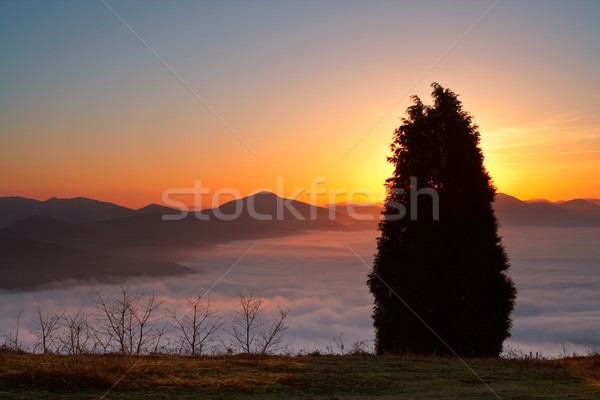 The tree Above the fog Stock photo © broker
