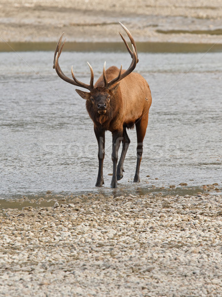 Bull elk, cervus canadensis Stock photo © broker