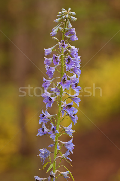 Stock photo: Flower in Lake Louise