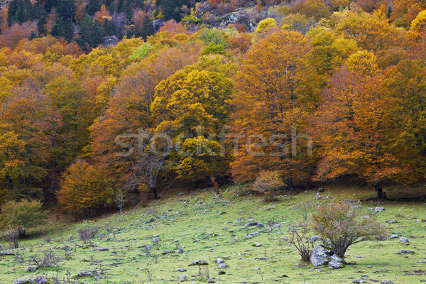 Automne couleurs forêt ciel résumé feuille [[stock_photo]] © broker