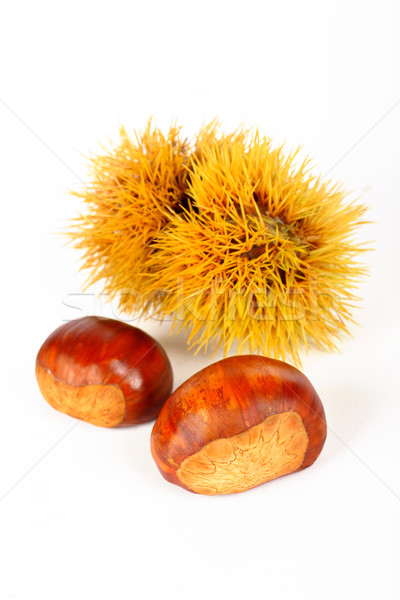 Two chestnuts and spiny curl Stock photo © broker