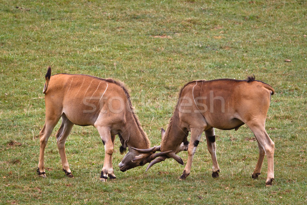 Kettő harcol vad élet park fű Stock fotó © broker