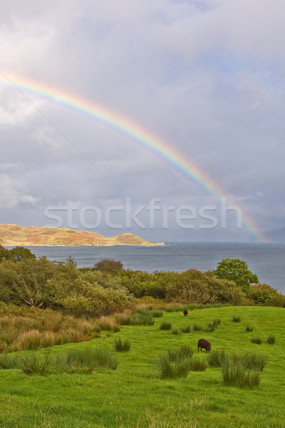 Regenboog boven meer bewolkt hemel boom Stockfoto © broker