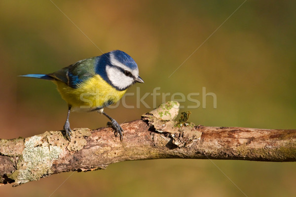 Blue tit, Parus caeruleus Stock photo © broker