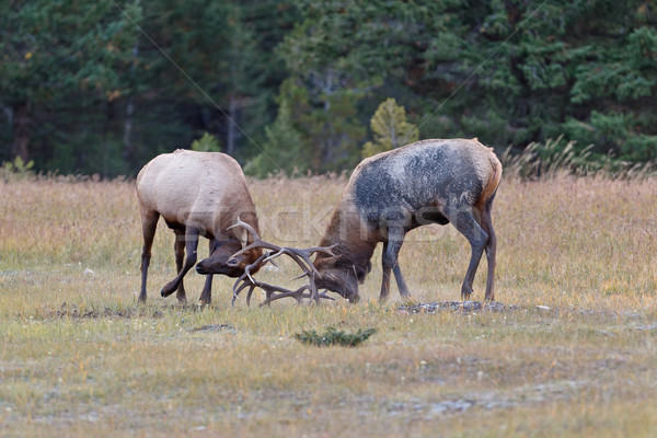 Bull Elks fighting Stock photo © broker