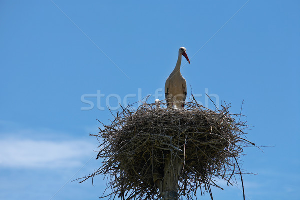 Storch Familie Nest bewölkt Frühling Bau Stock foto © broker