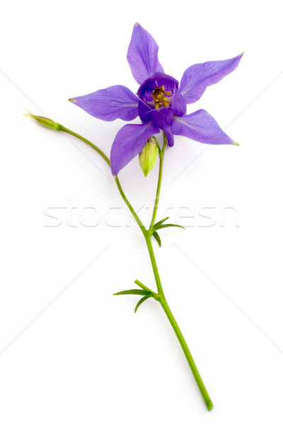 Fiore blu bianco amore sole compleanno blu Foto d'archivio © broker