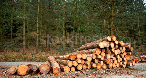 Logs stacked Stock photo © broker