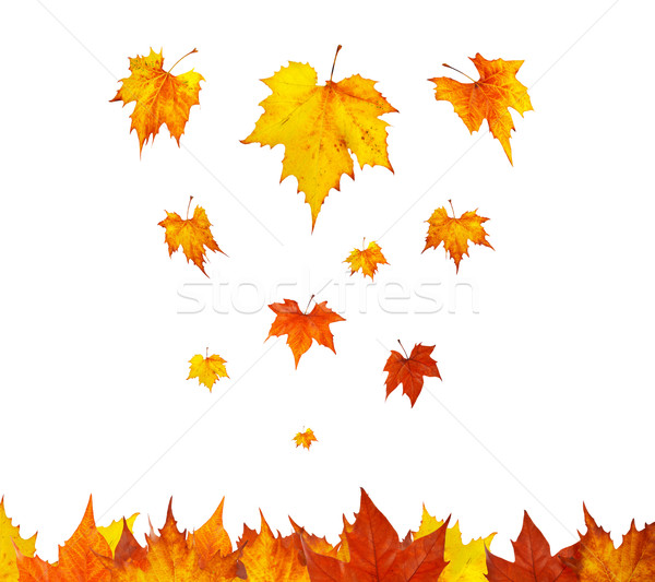 Some maple leaves falling Stock photo © broker