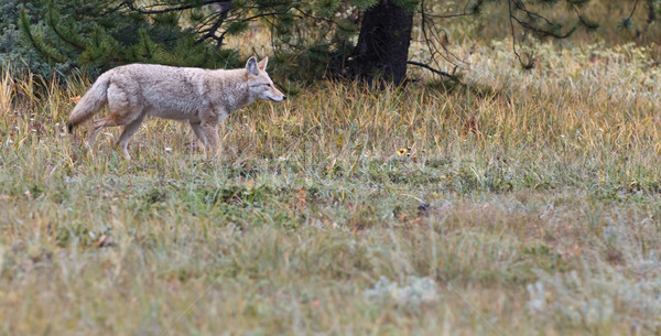 Coyote, Canis latrans Stock photo © broker