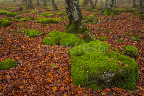 Temporada de otoño forestales caer hojas colores Santiago Foto stock © broker