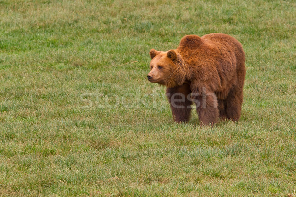 Niedźwiedź brunatny jeden trawy zęby zwierząt Zdjęcia stock © broker