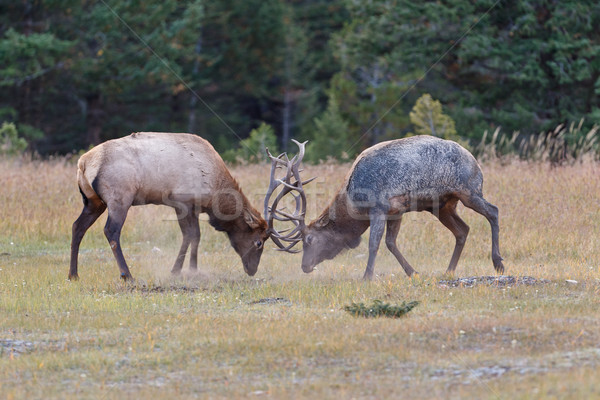 Stock photo: Bull Elks fighting
